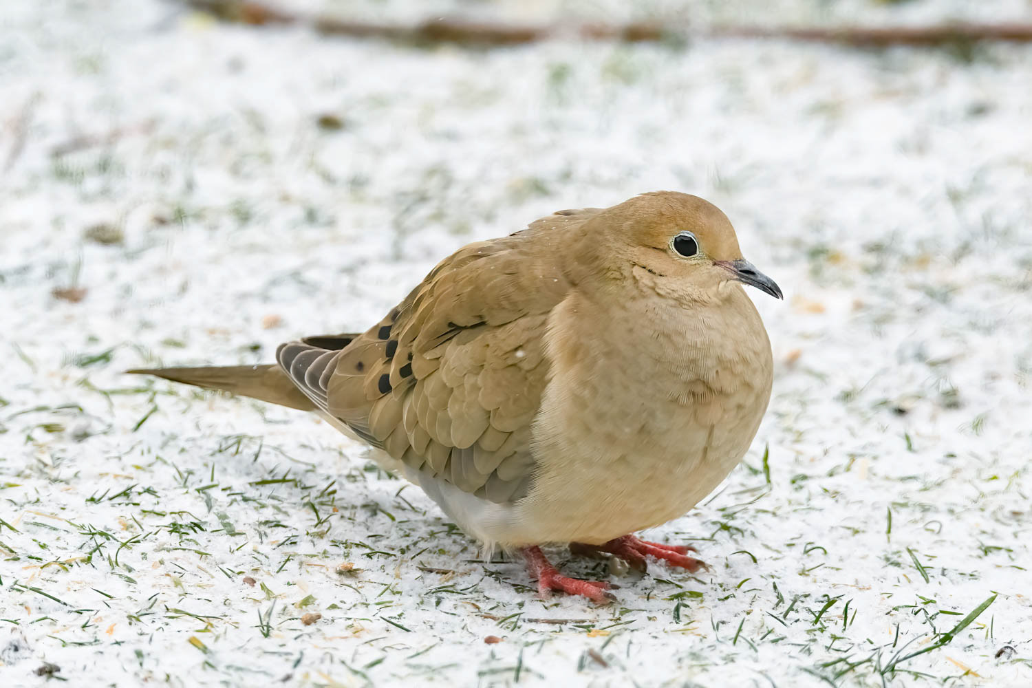 Mourning Doves