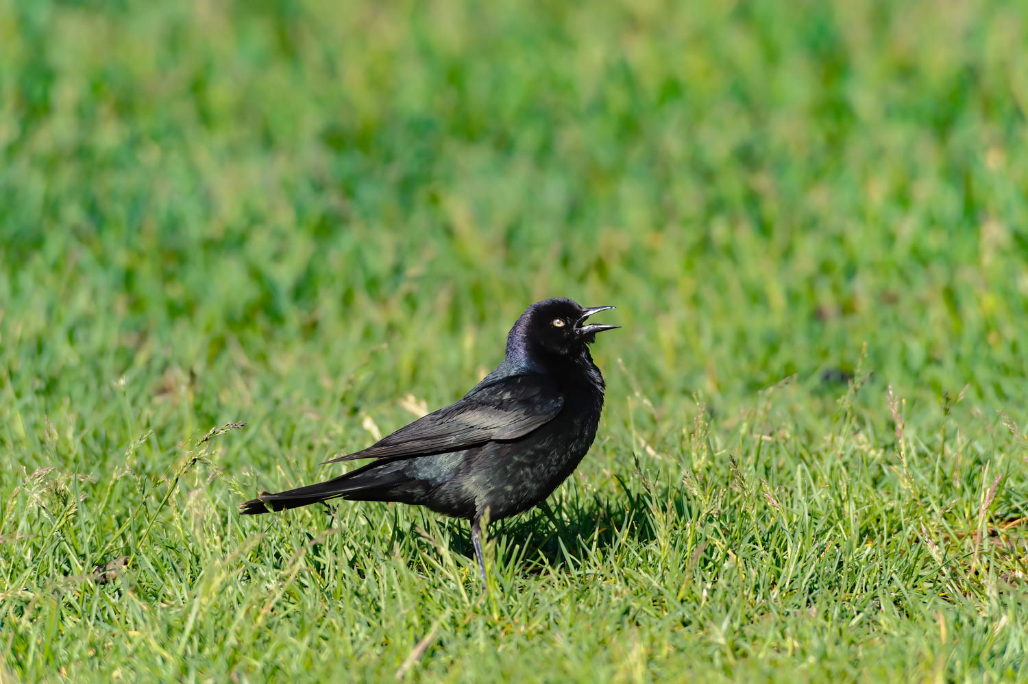 Brewer's Blackbird