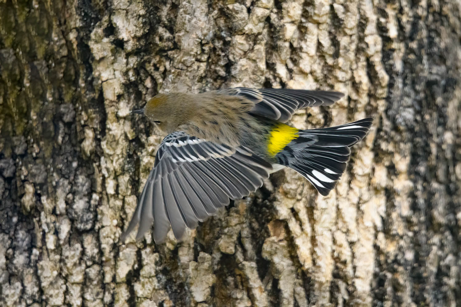 Yellow-rumped Warbler