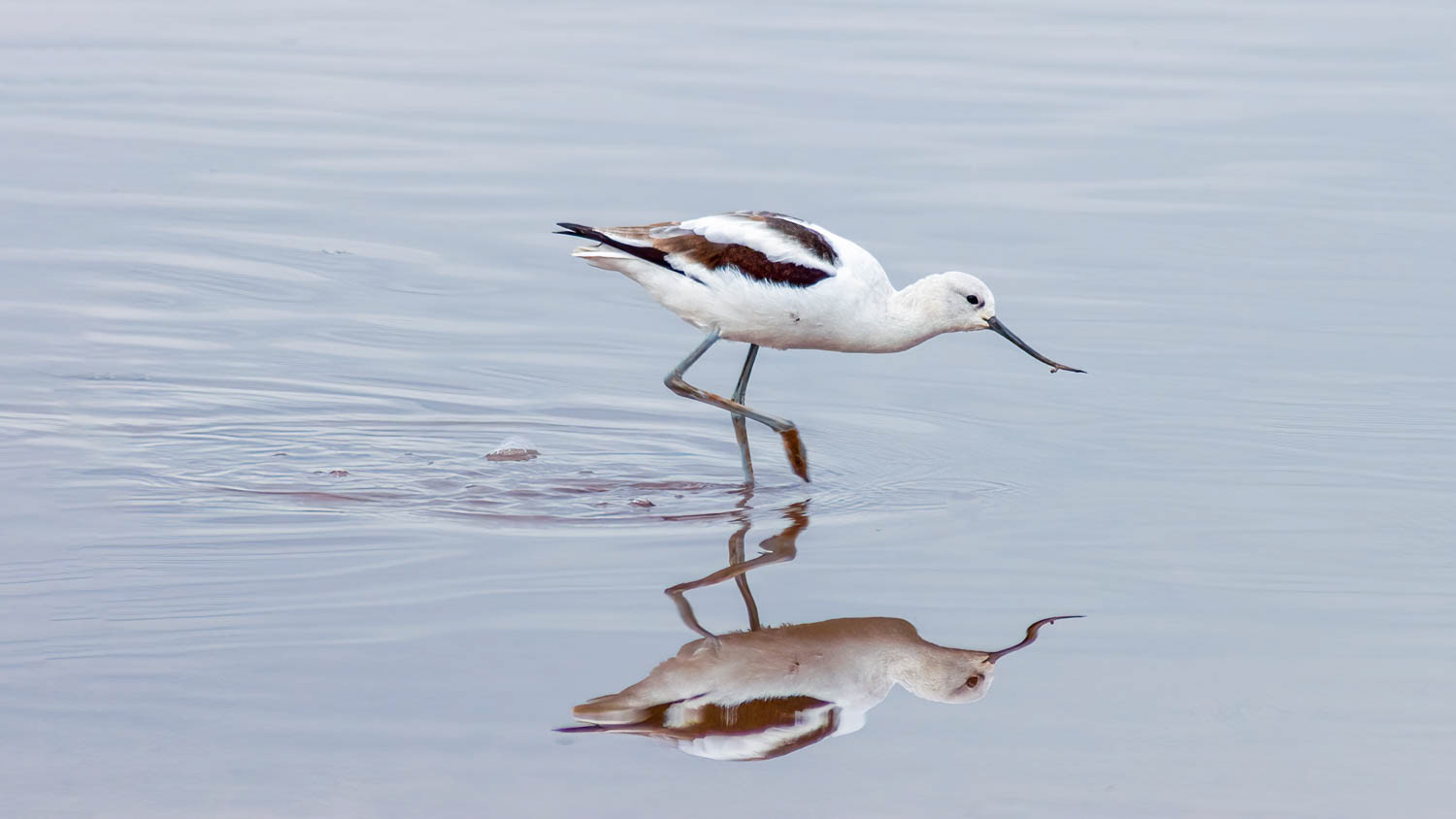 American Avocet-Winter