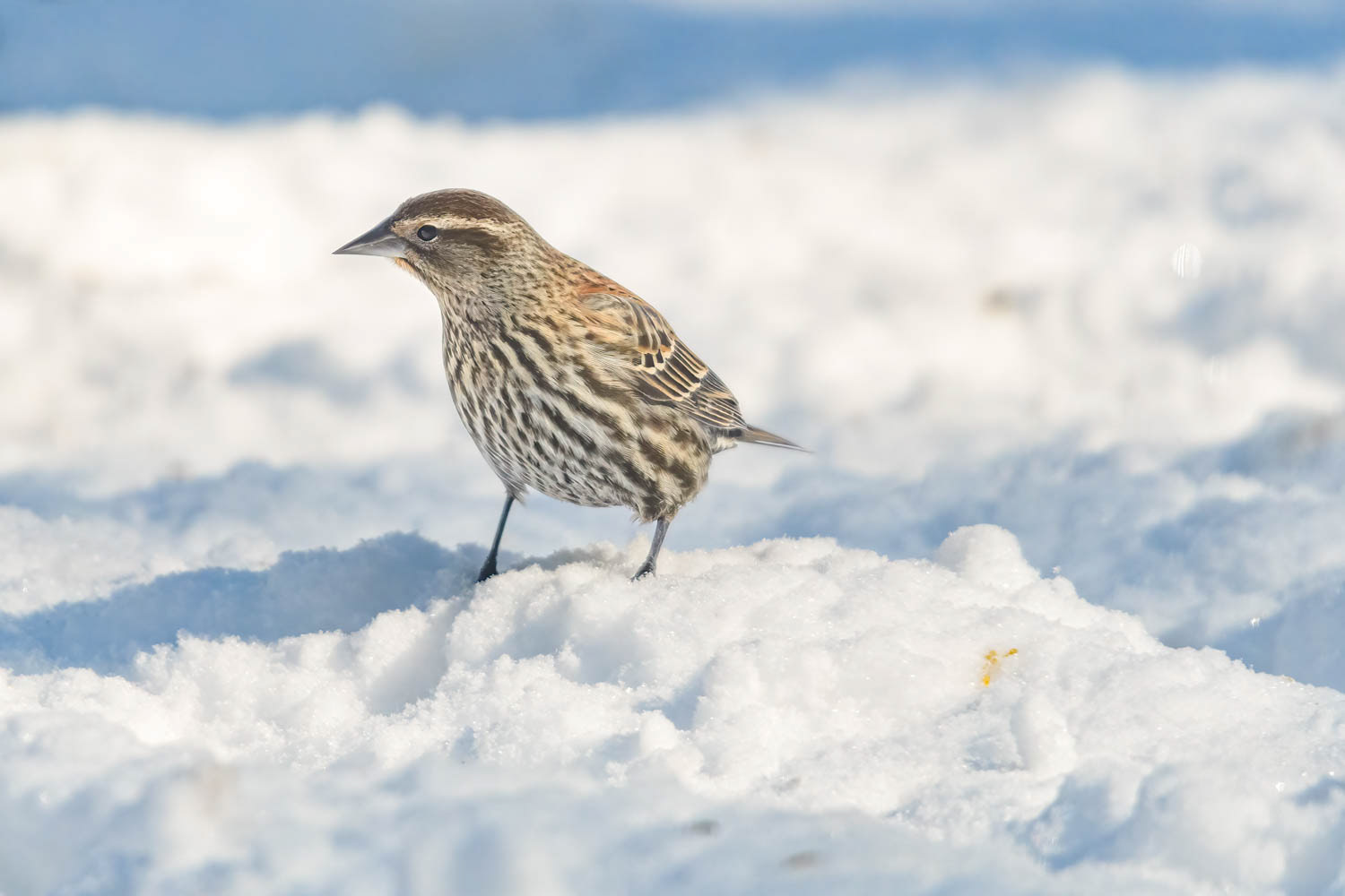 Red-winged Blackbird - Female