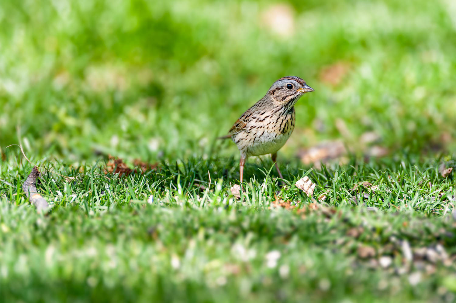 Lincoln's Sparrow