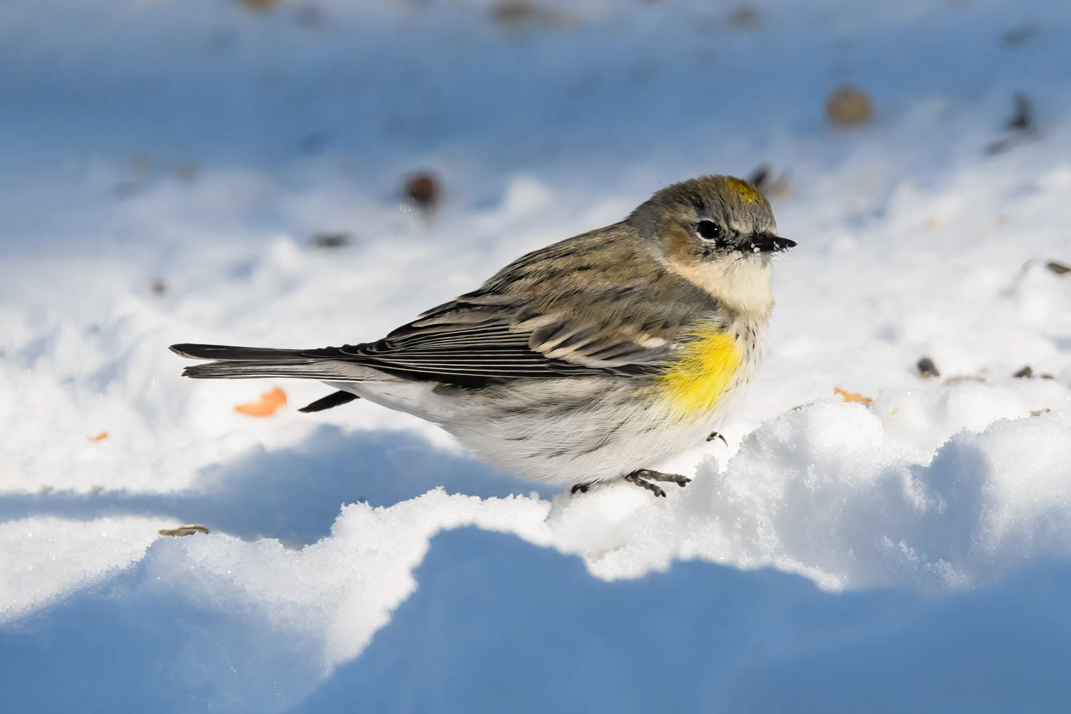 Yellow-rumped Warbler