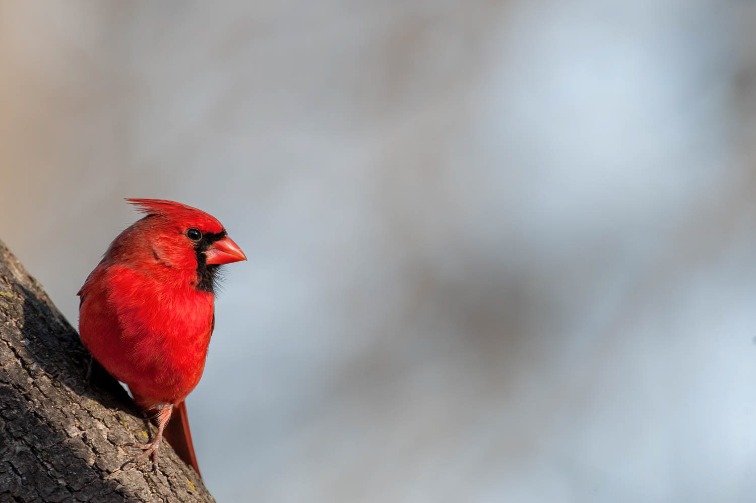Northern Cardinal - Male