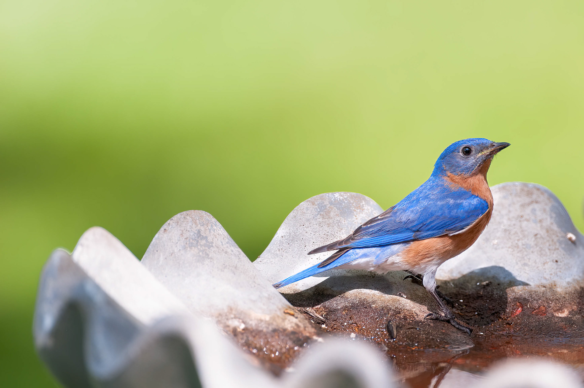Eastern Bluebird-Male
