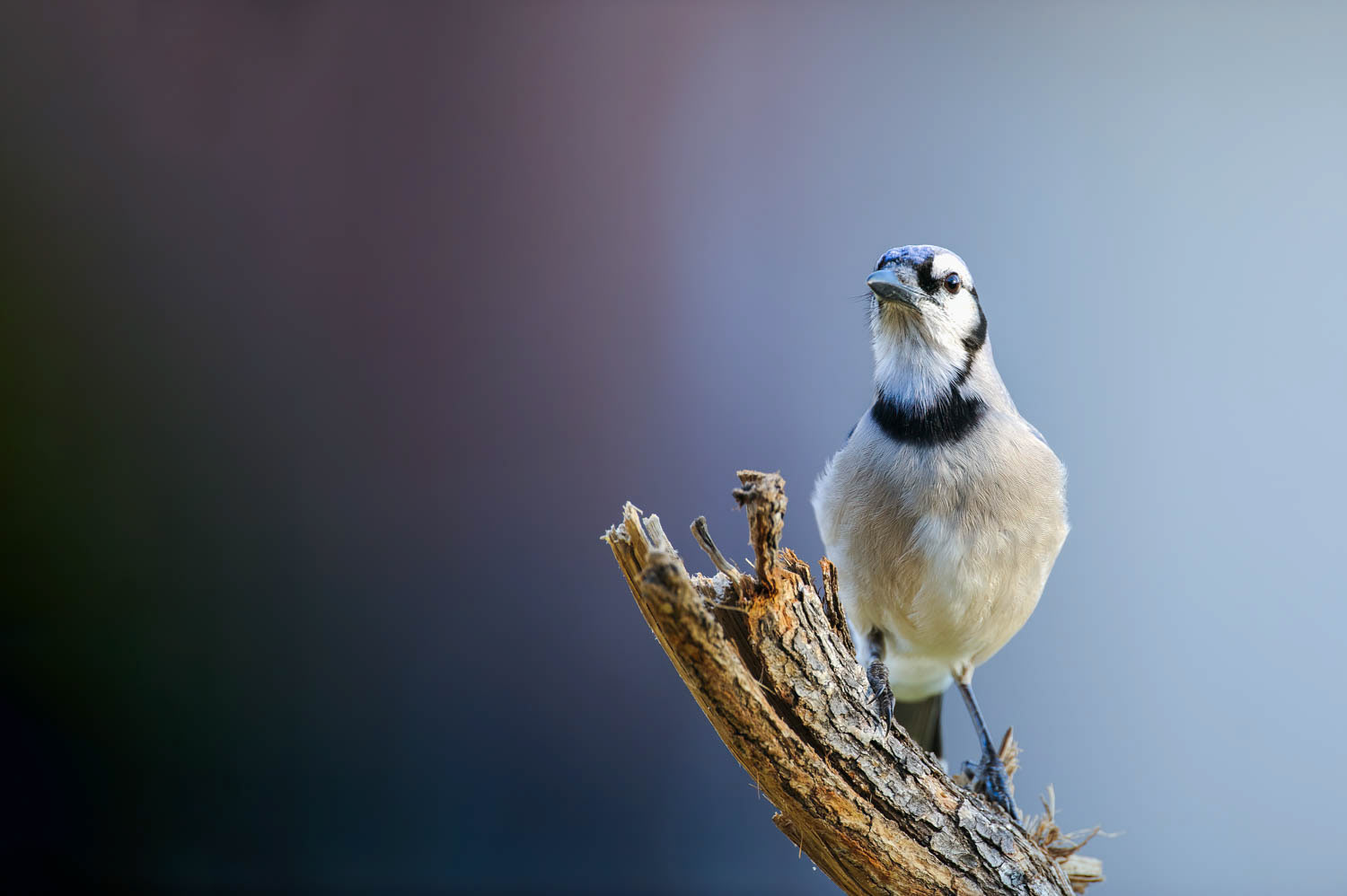 Bluejay