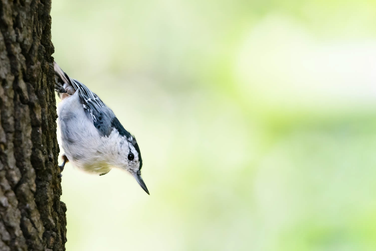 White-breasted Nuthatch