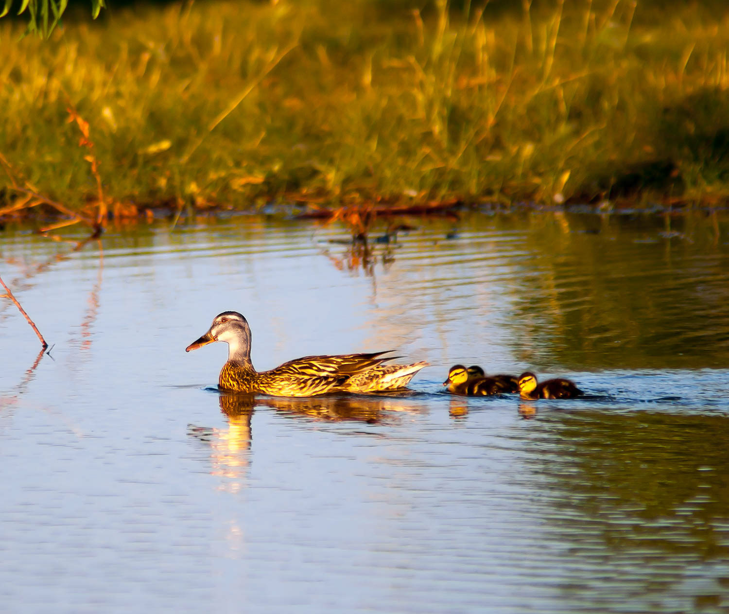 Wood Duck Hem