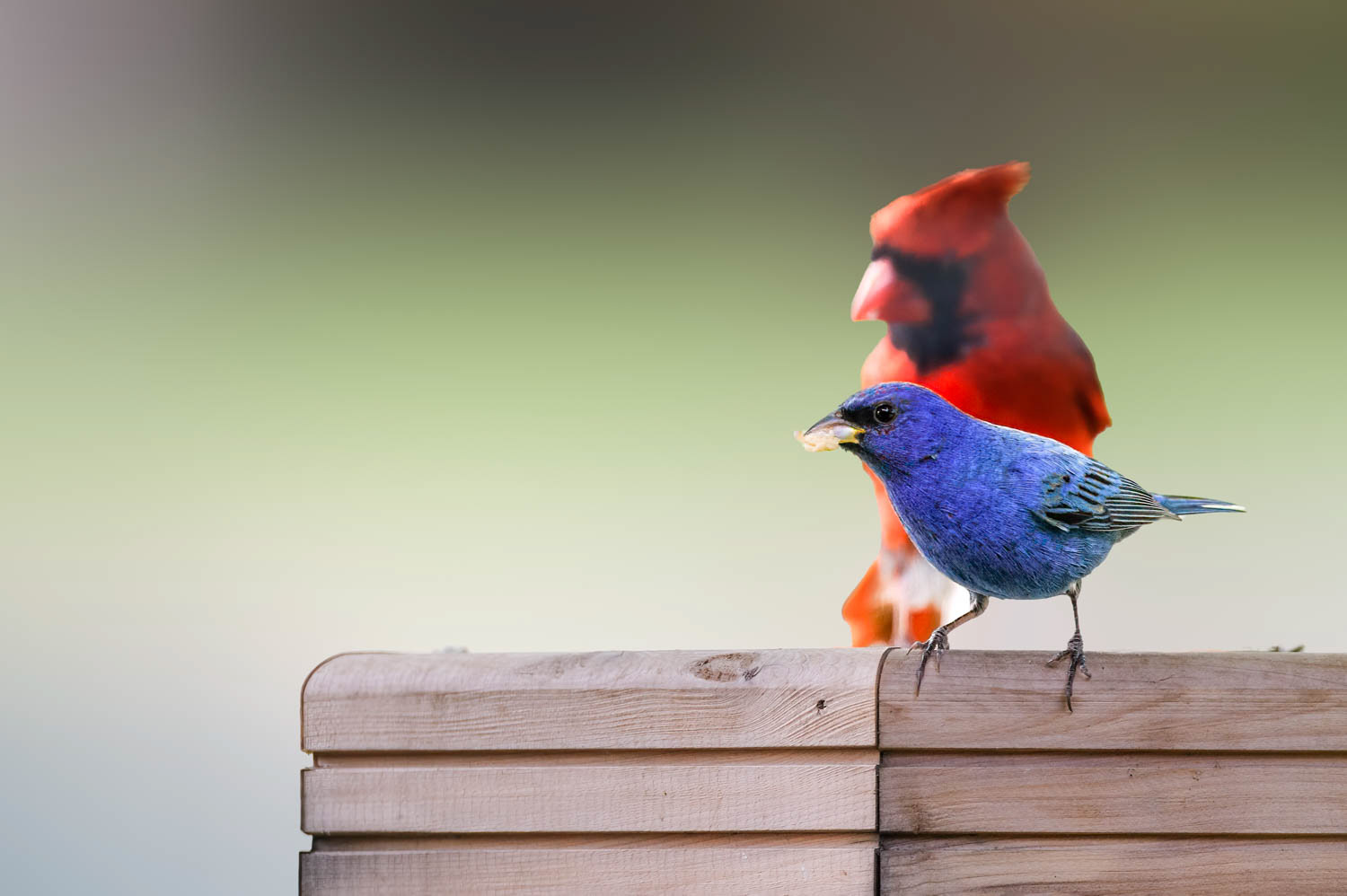 Indigo Bunting-Male