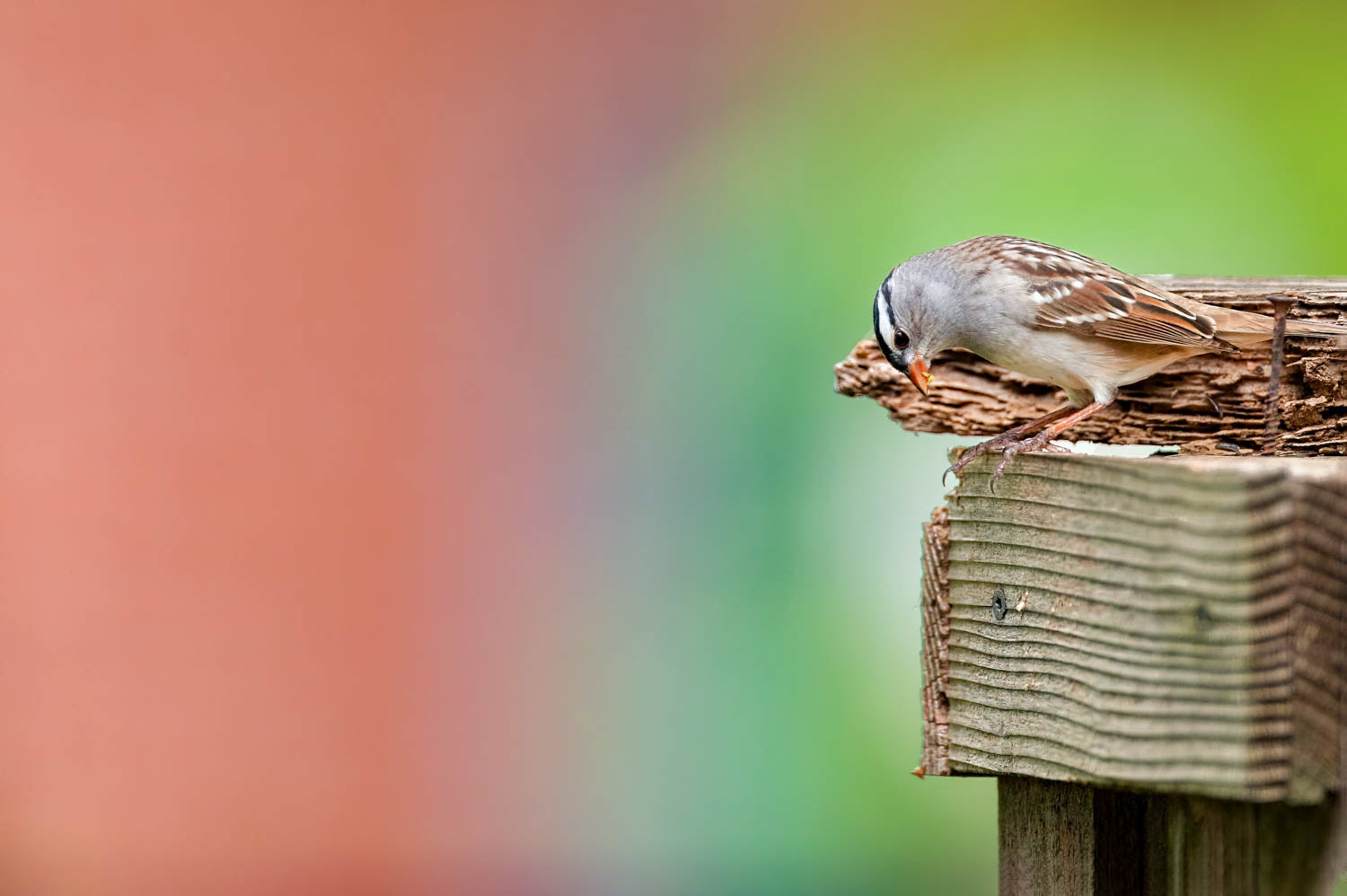 White-crowned Sparrow
