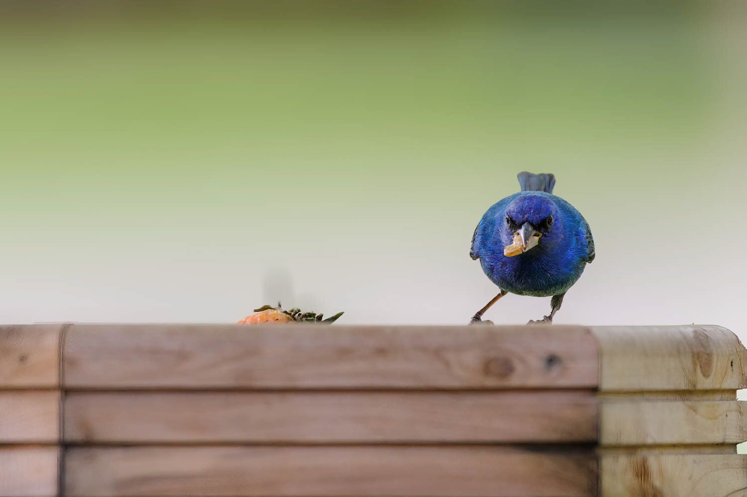 Indigo Bunting-Male