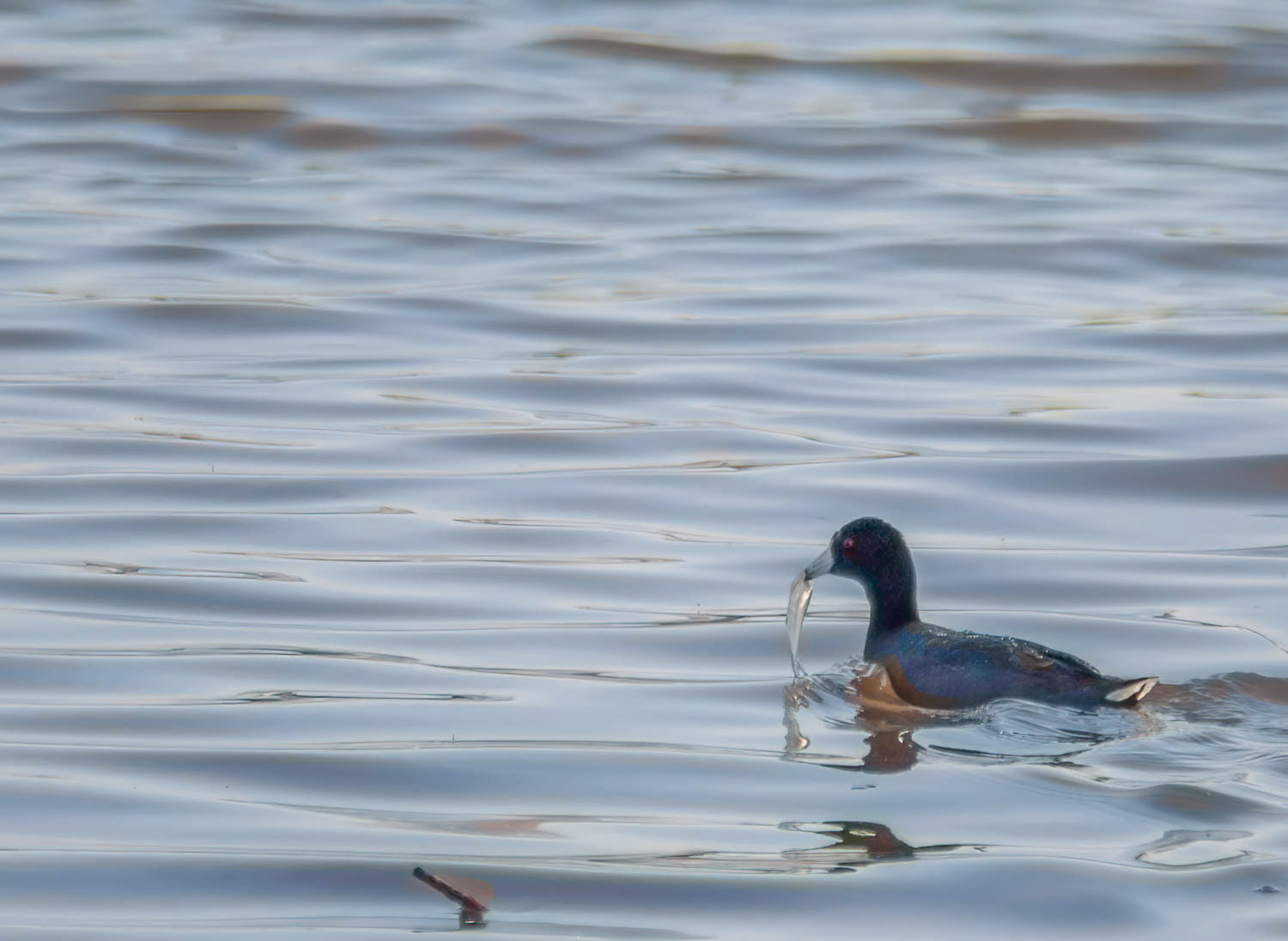 American Coots