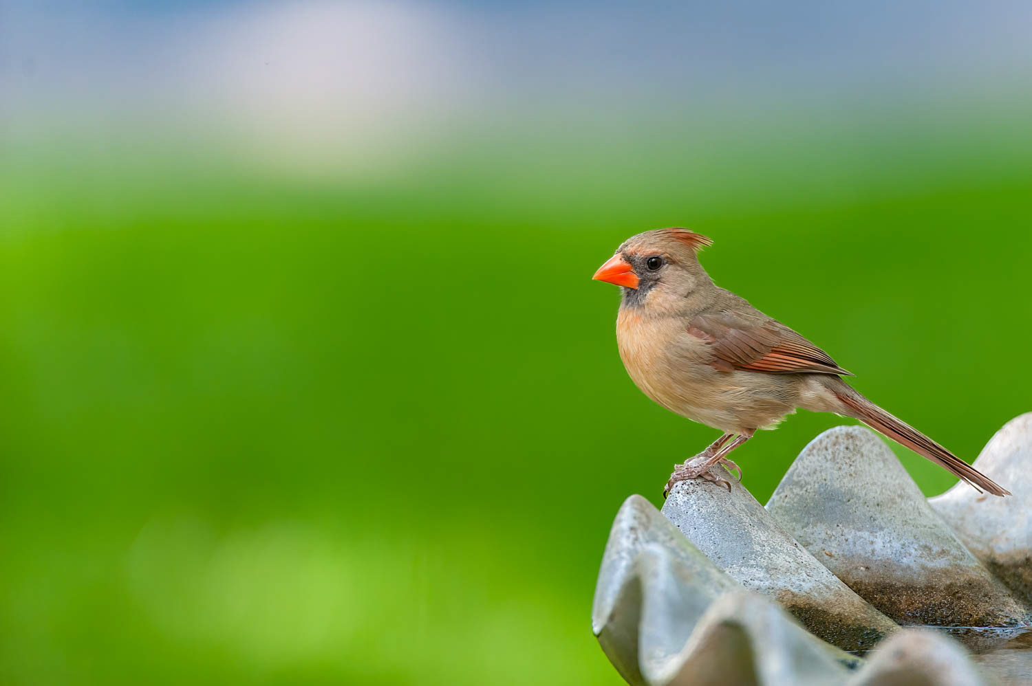 Northern Cardinal-Female