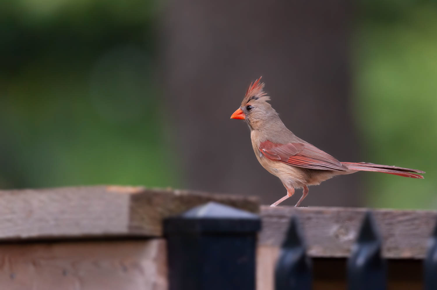 Northern Cardinal - Female