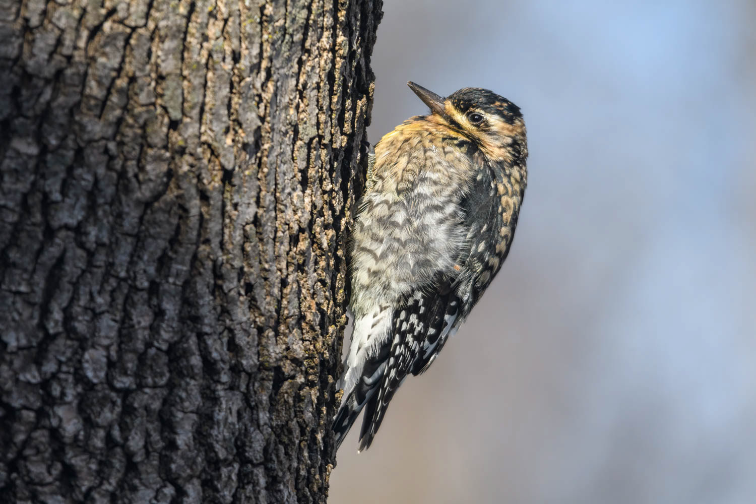 Yellow-bellied Sapsucker