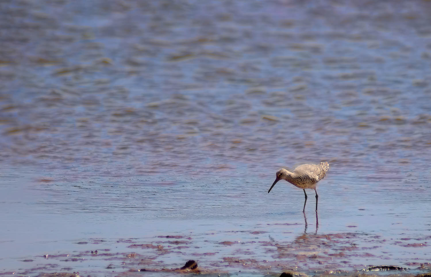 Willet