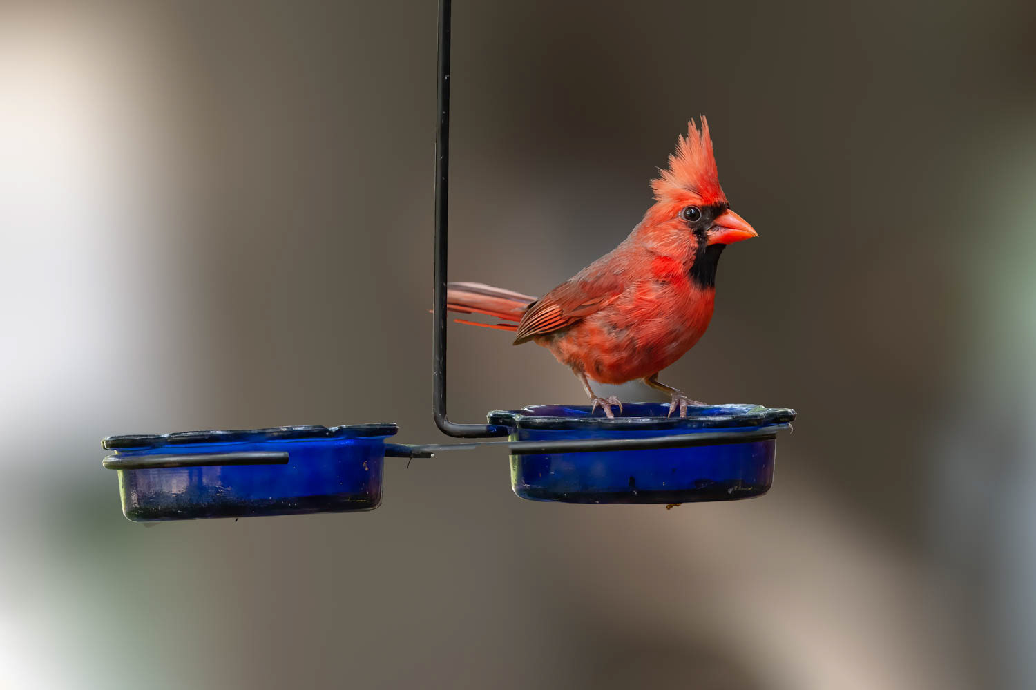 Northern Cardinal - Male