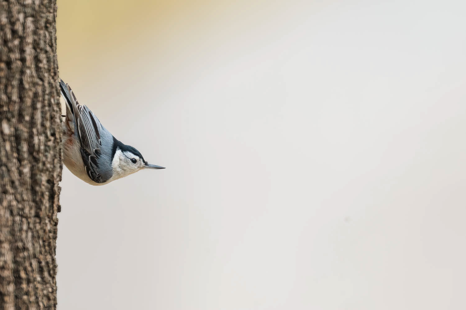 White-breasted Nuthatch