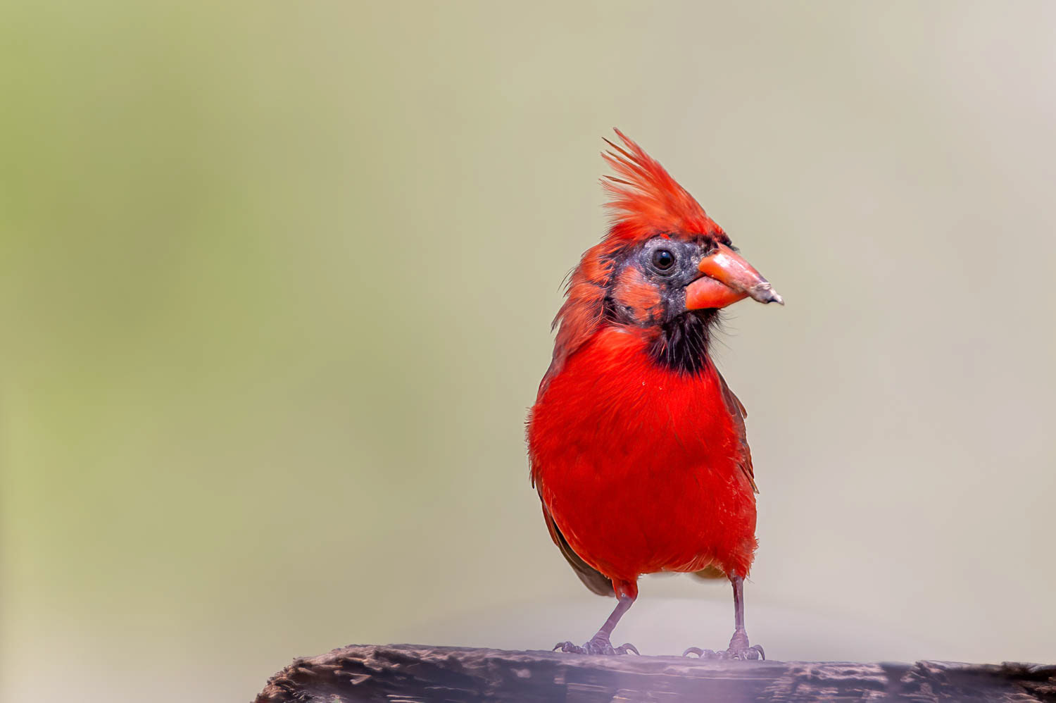 Northern Cardinal - Male