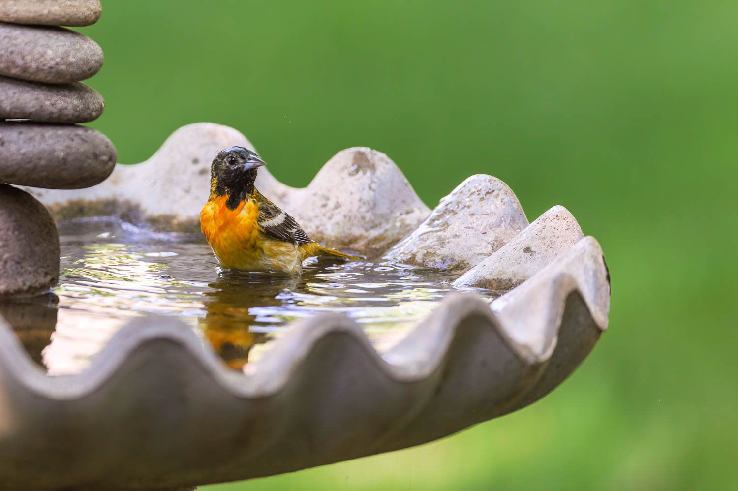 Baltimore Oriole