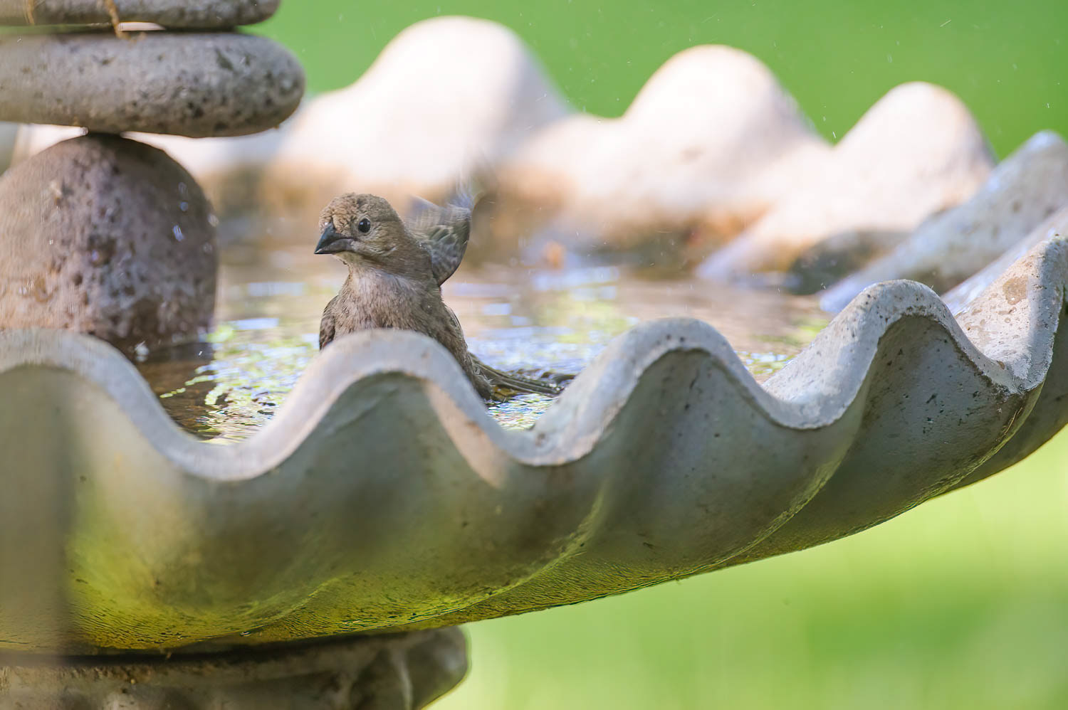 Brown-headed Cowbird-Female