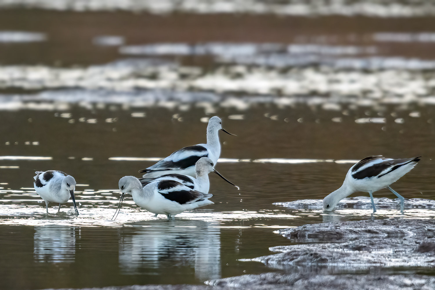 American Avocets