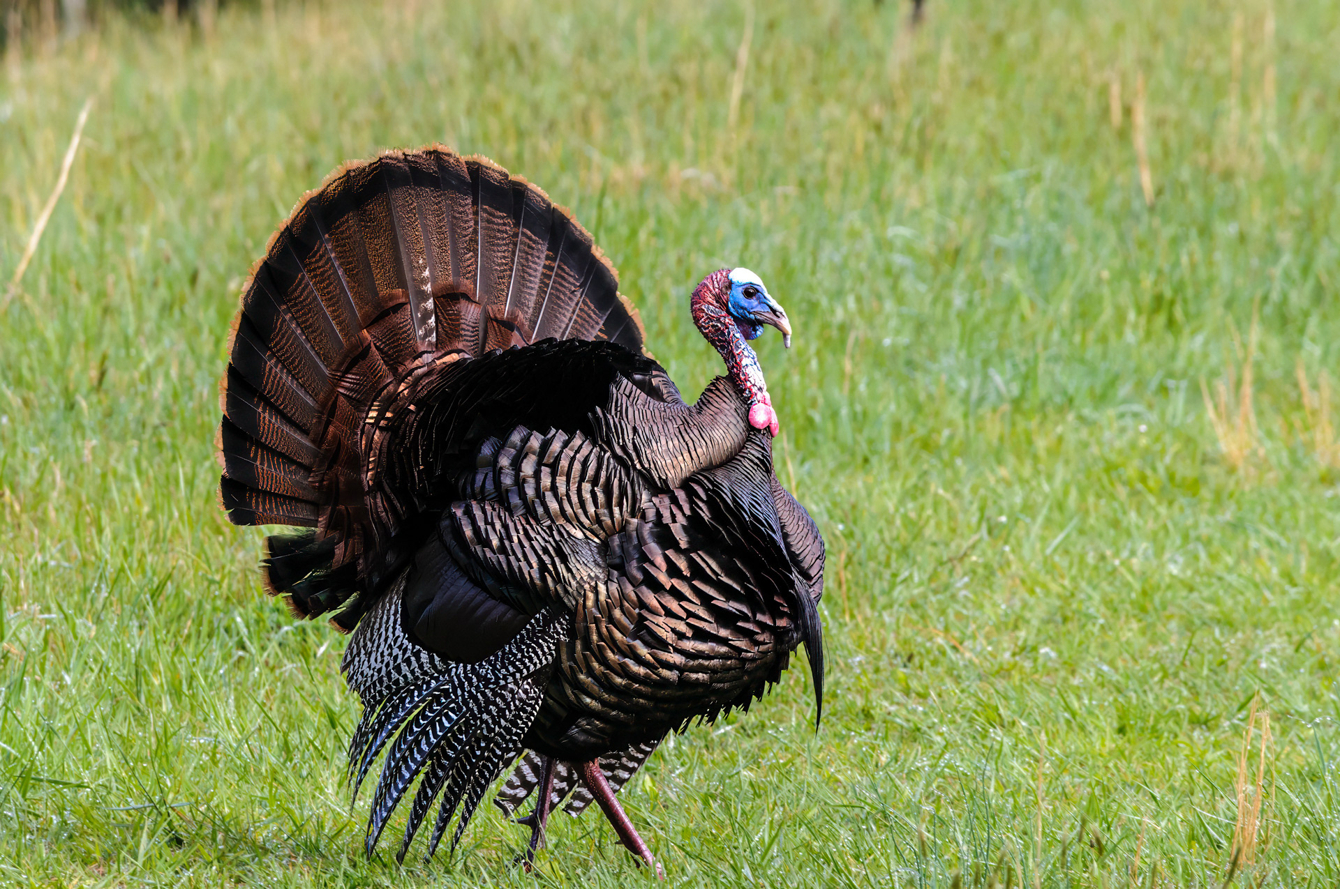 Wild Turkey