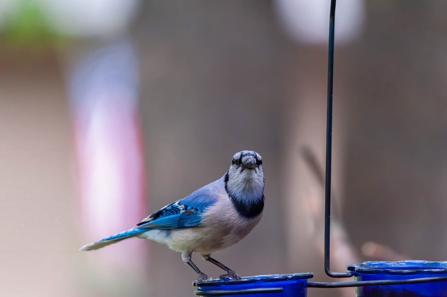 Bluejay