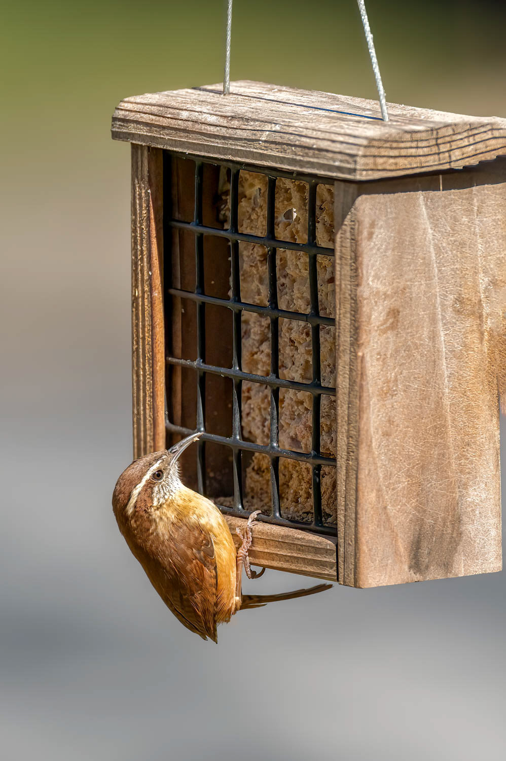 Carolina Wren