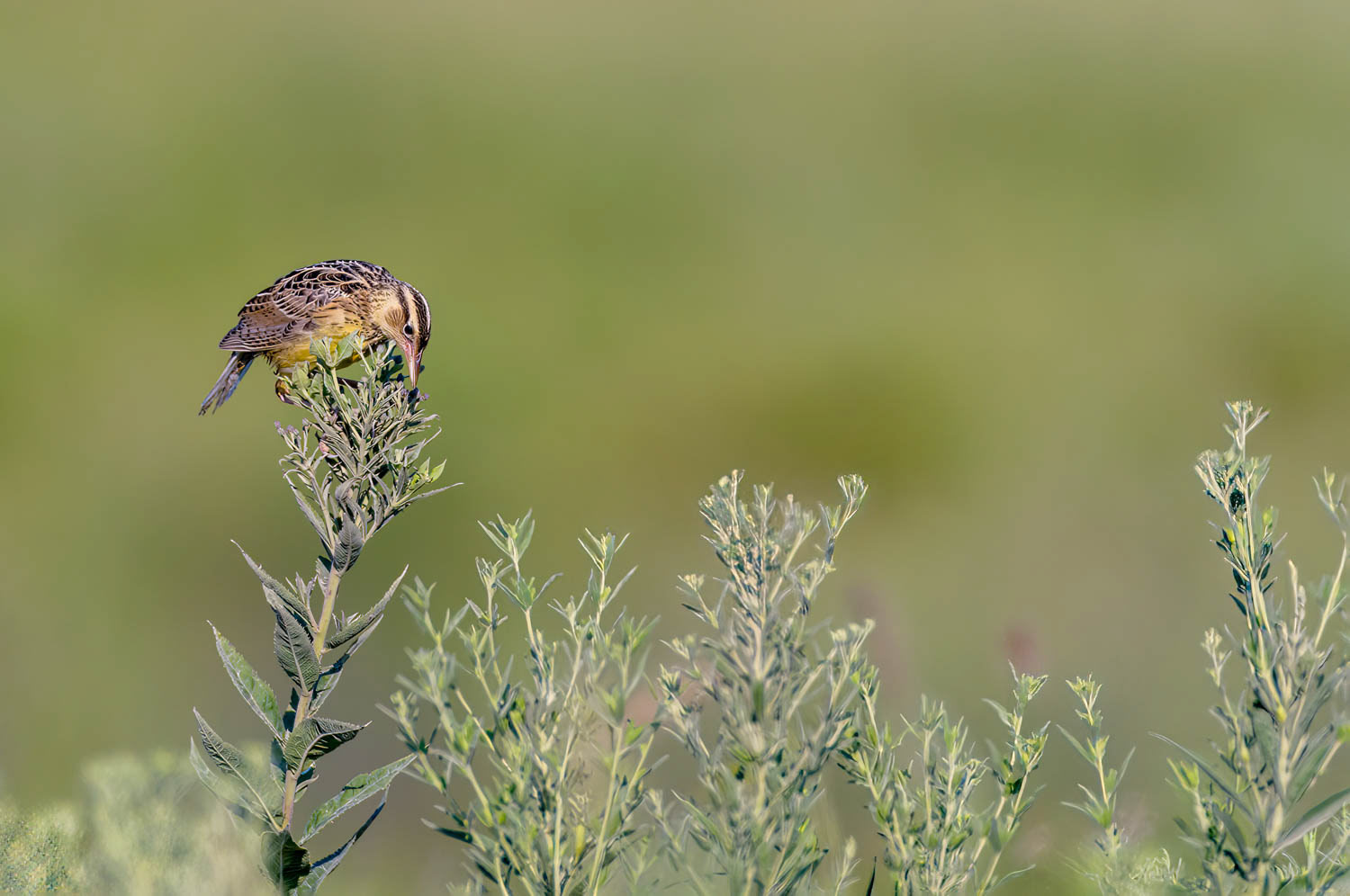 Eastern Meadowlark