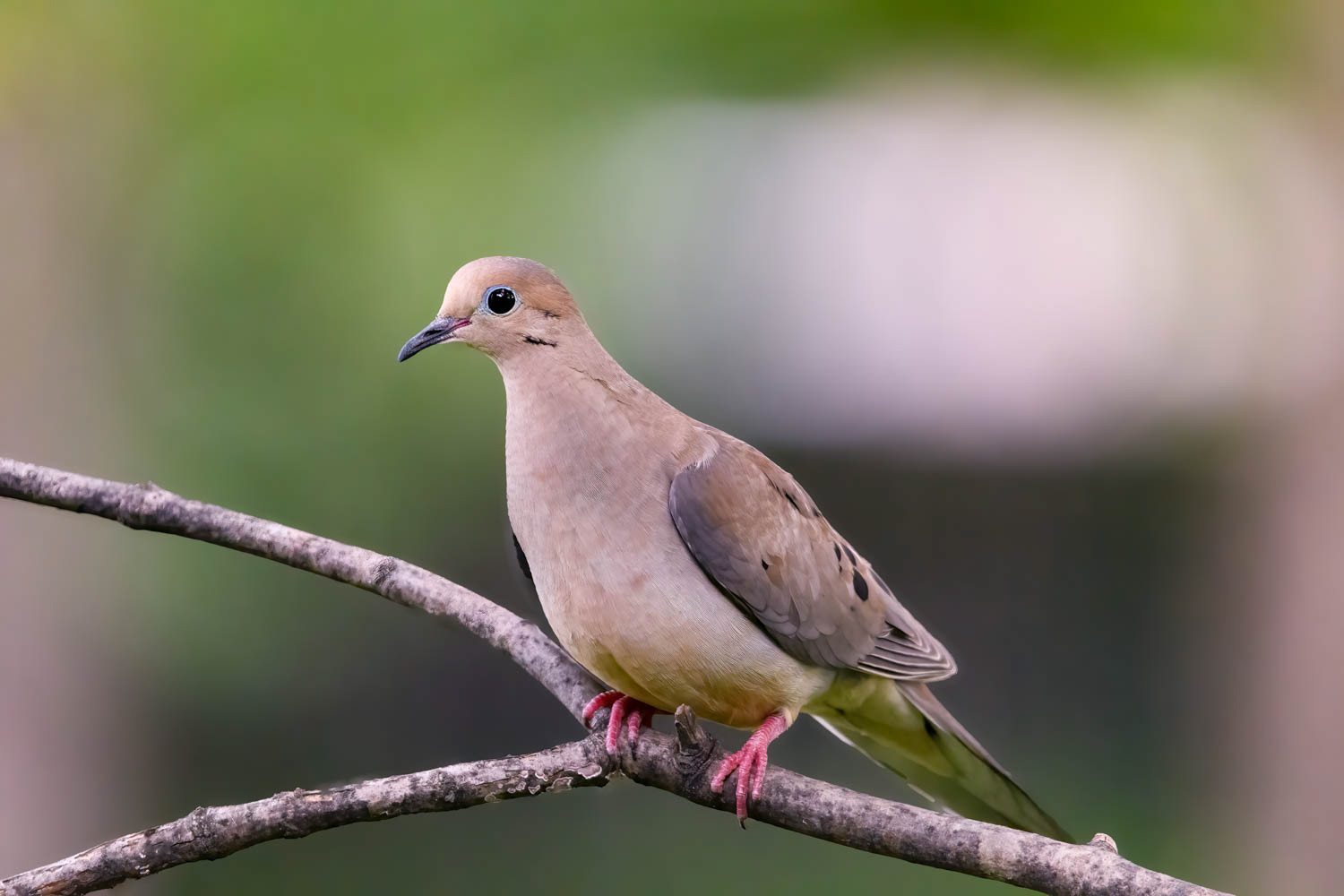 Mourning Dove