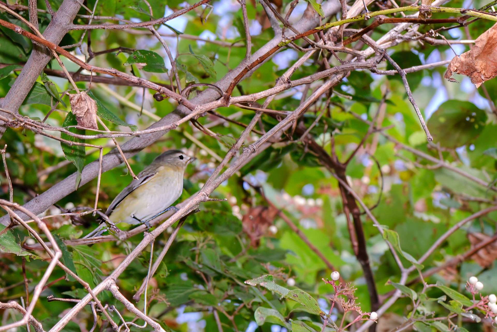 Bell's Vureo (Vireo bellii)