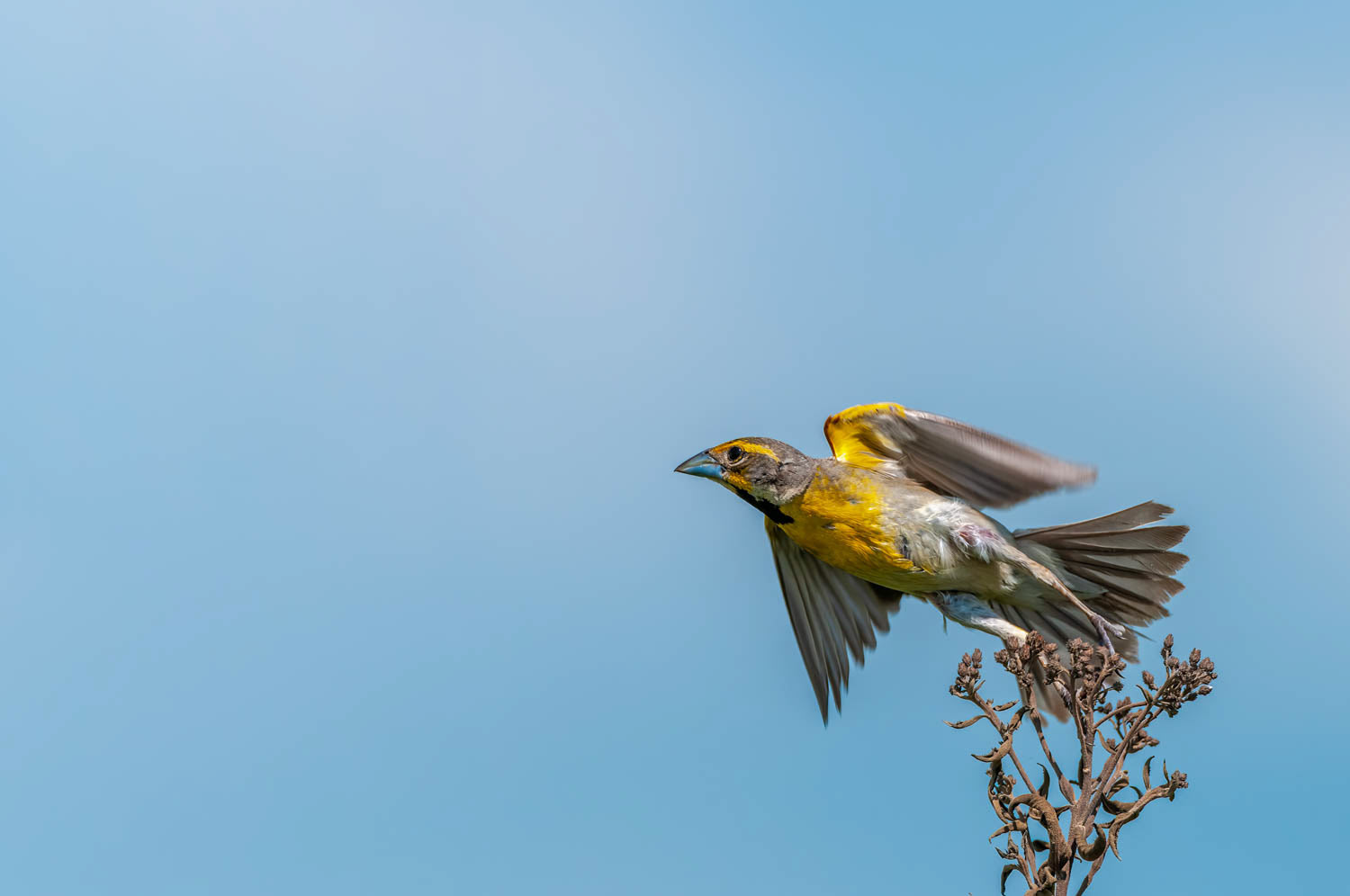 Dickcissel=Male