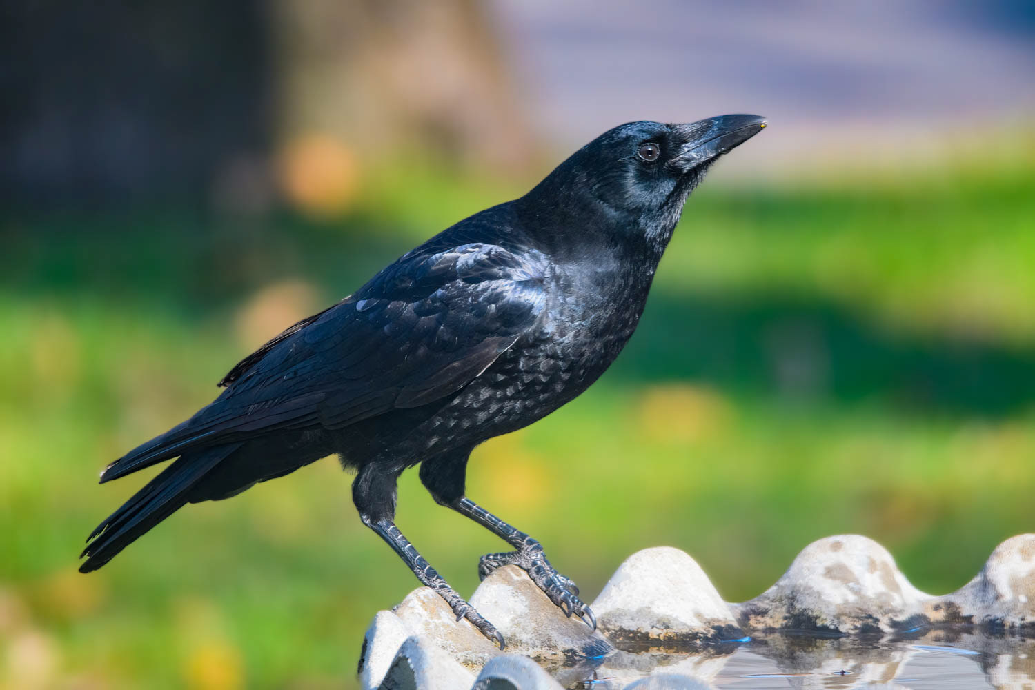 American Crow