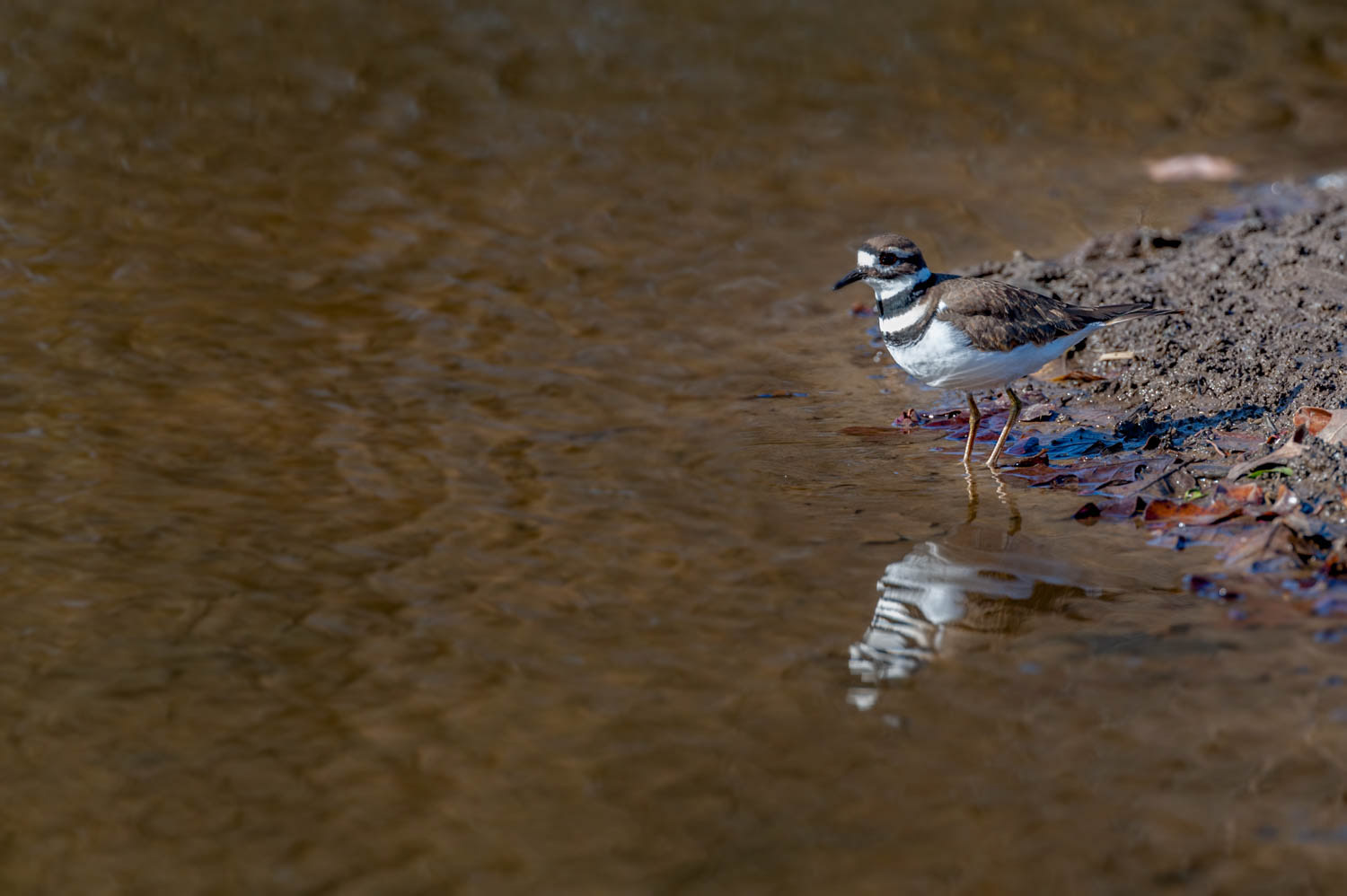 Killdeer