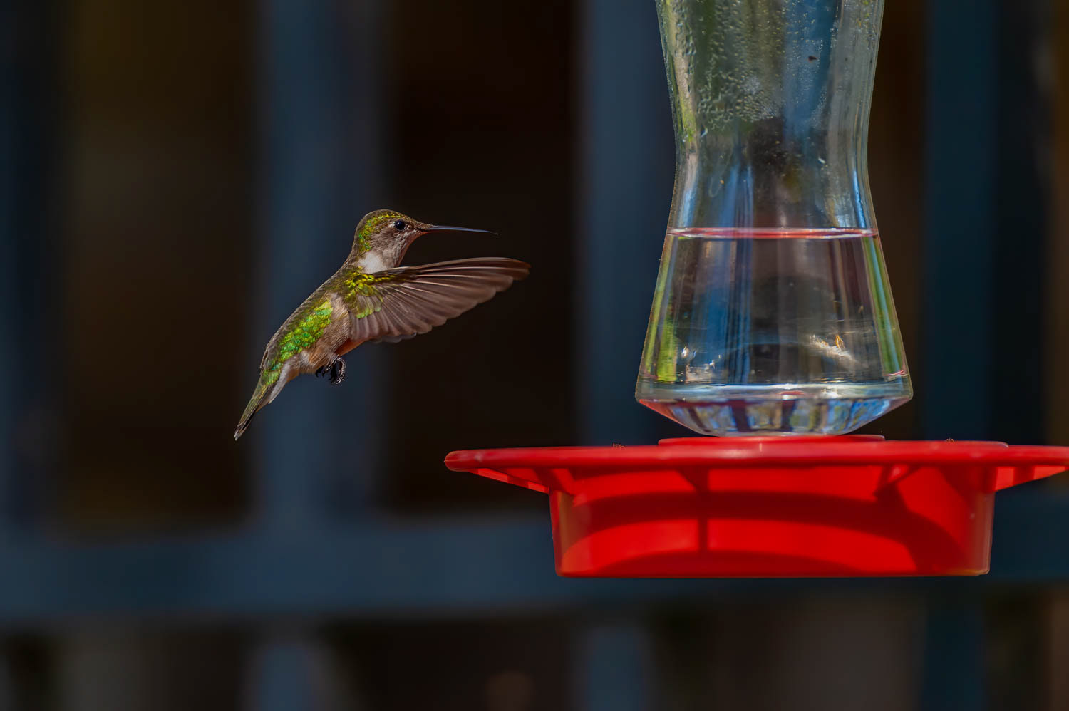 vRuby-throated Humming Bird
