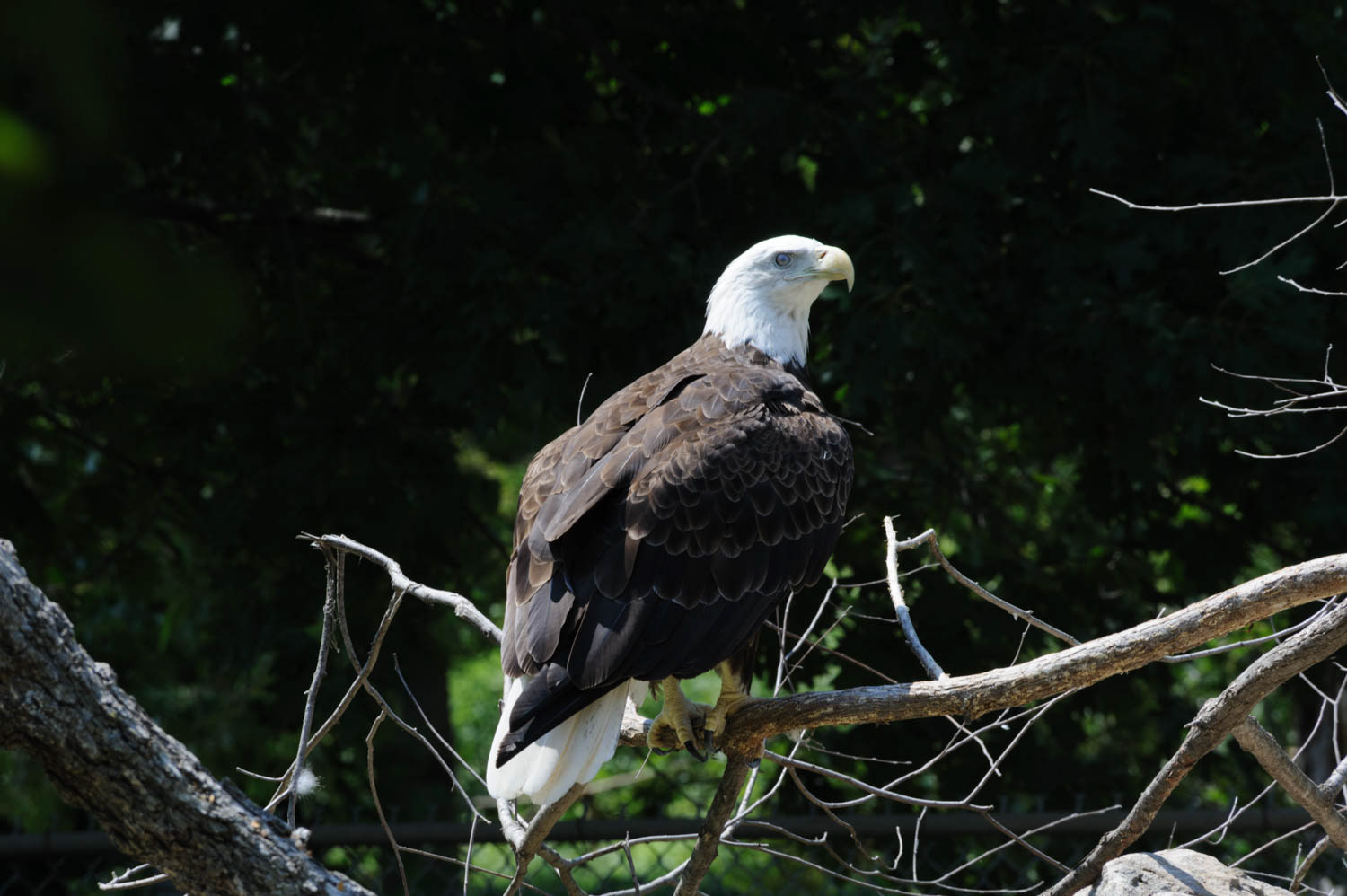 Bald Eagle