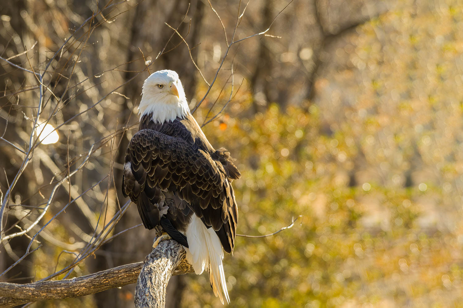 Bald Eagle