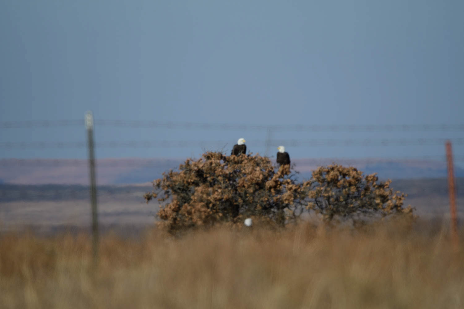Bald Eagle