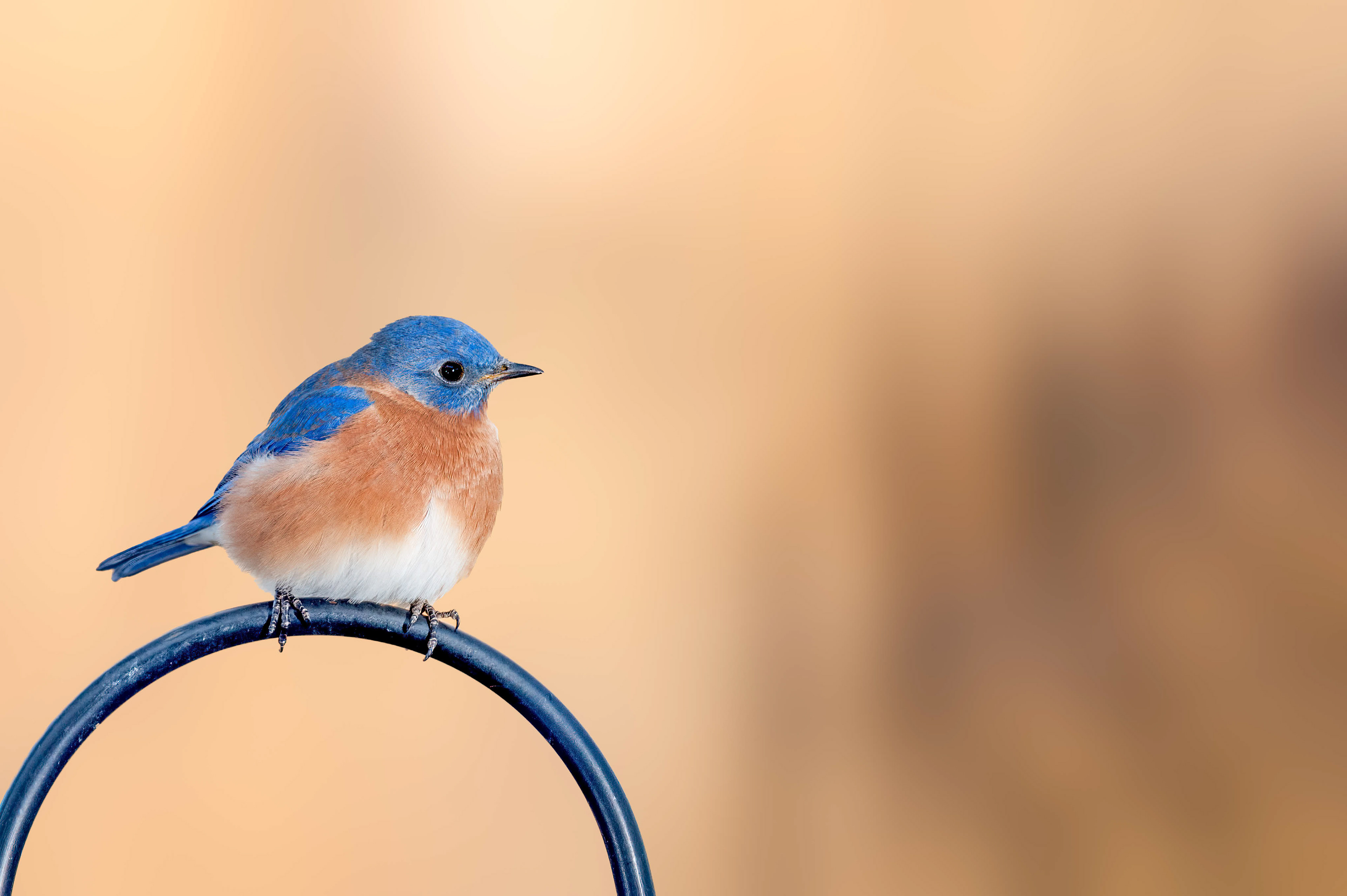 Eastern Bluebird-Male