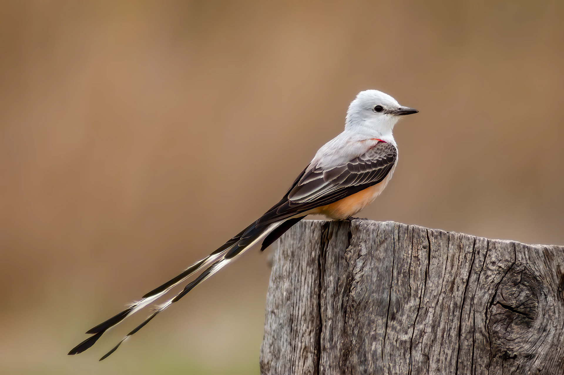 Scissor-tailed flycatcher