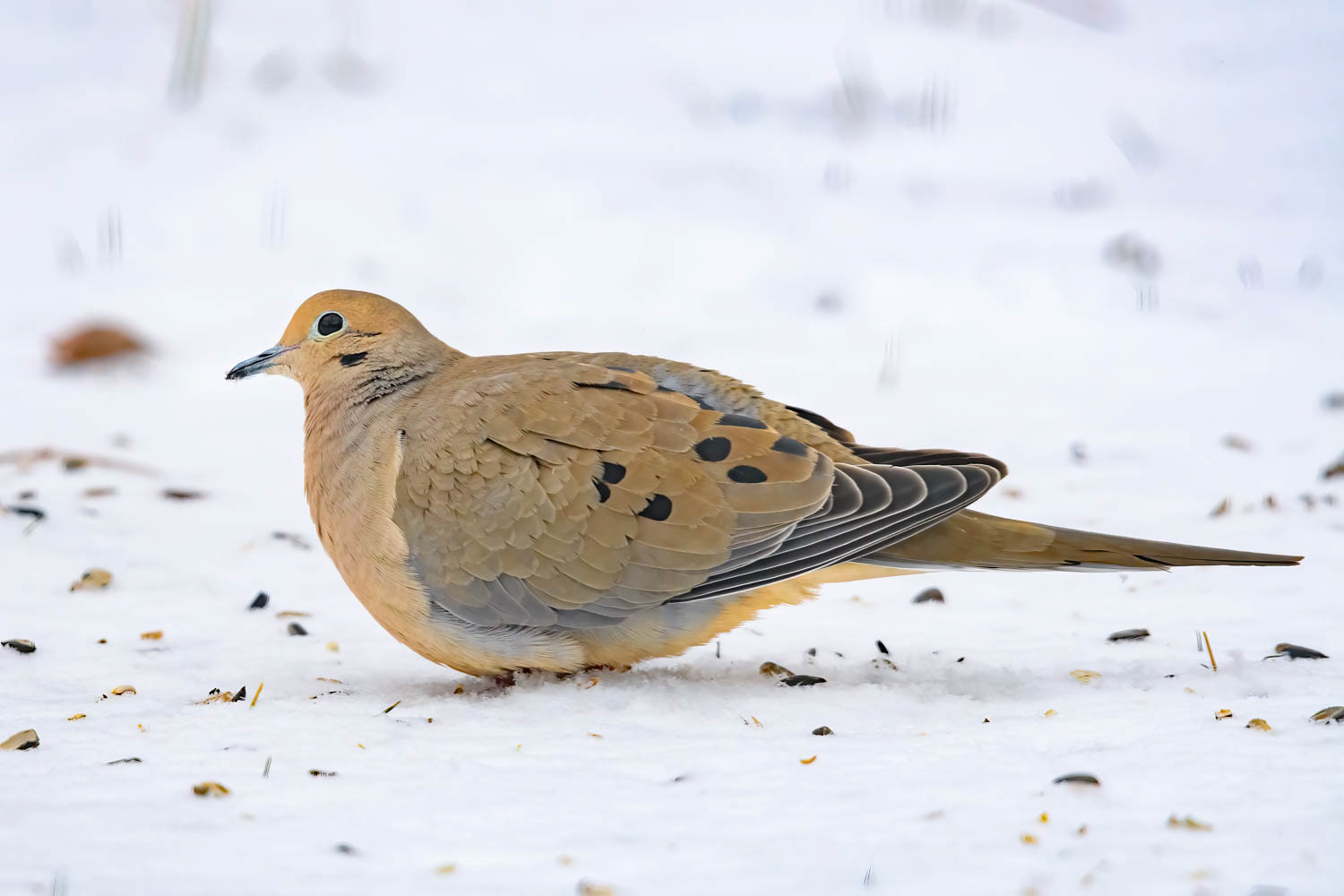 Mourning Dove