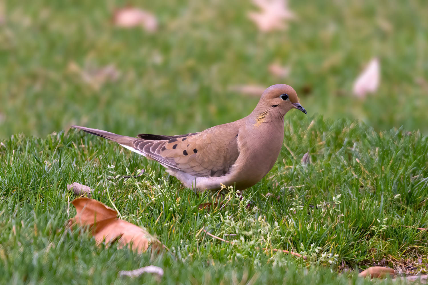 Mourning Dove