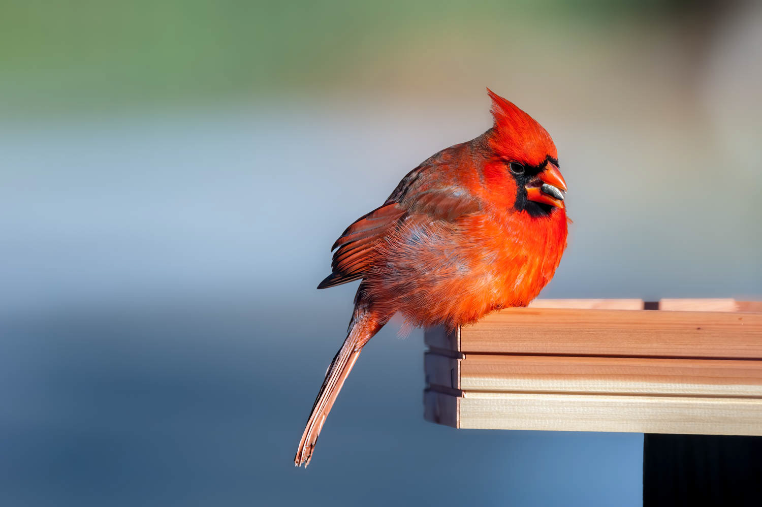 Northern Cardinal-Male