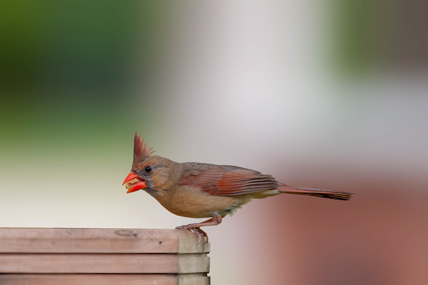 Northern Cardinal-Female