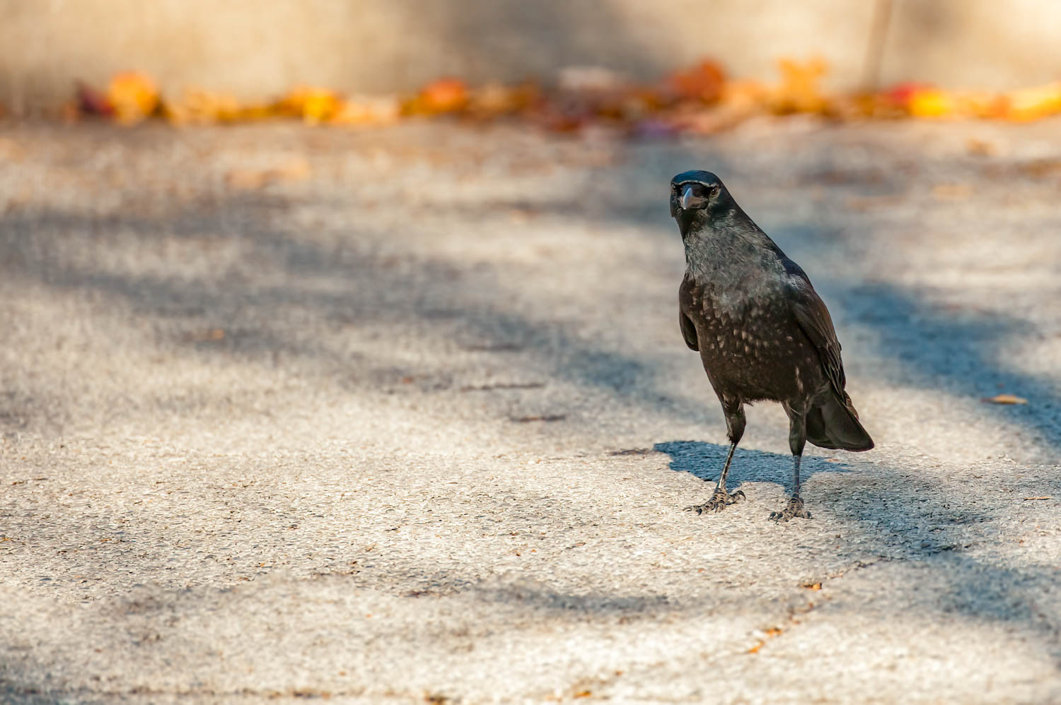 American Crow