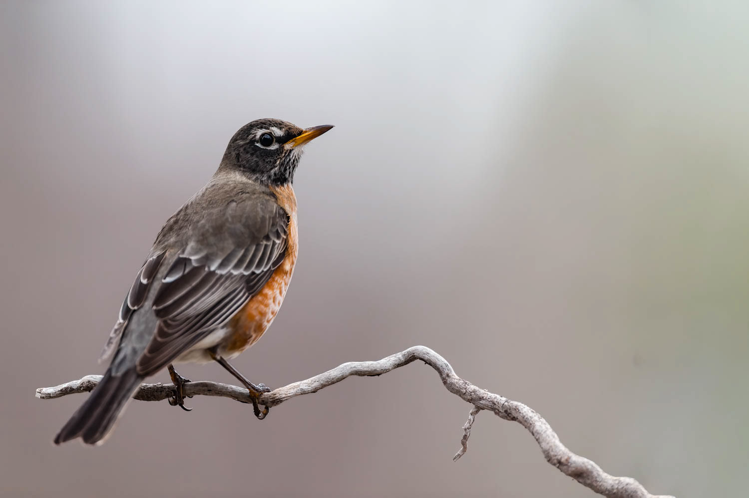 American Robin Oklahoma Department of Wildlife Conservation