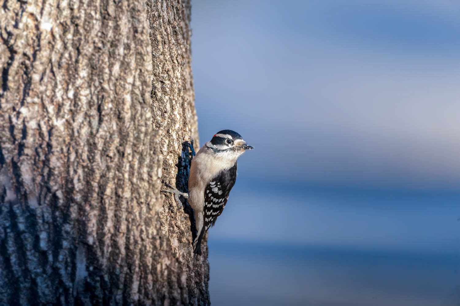 Downy Woodpeclers - Male