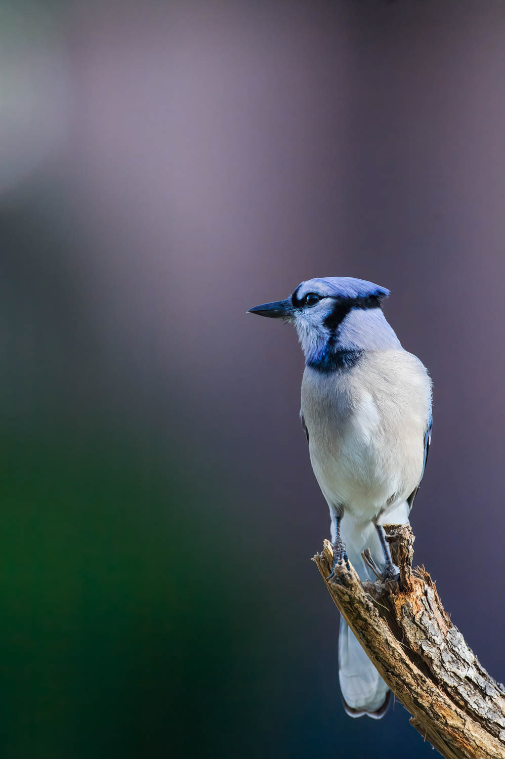 Bluejay