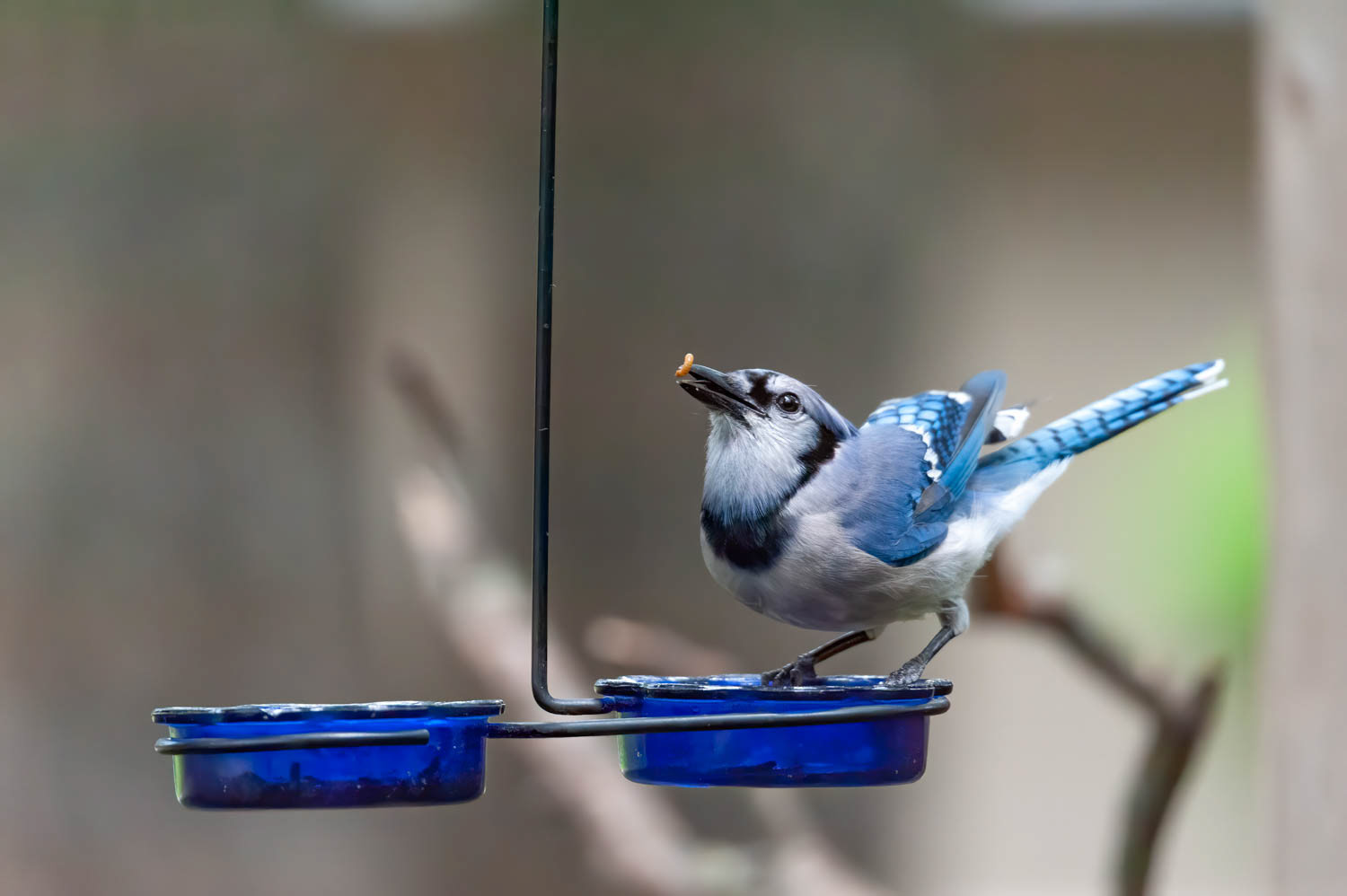 Bluejay